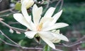 Star Magnolia stellata close-up of white flower Royalty Free Stock Photo